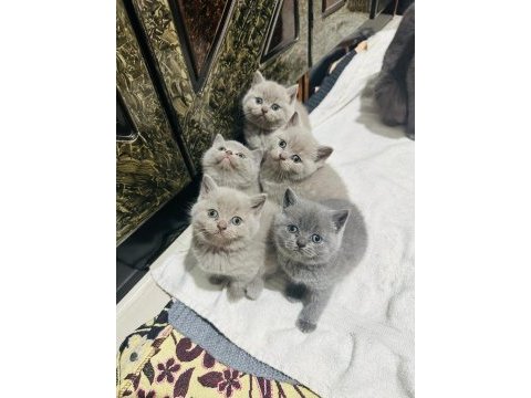 British shorthair bayram şekerleri
