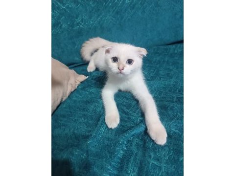 3 aylık yavru kedimiz