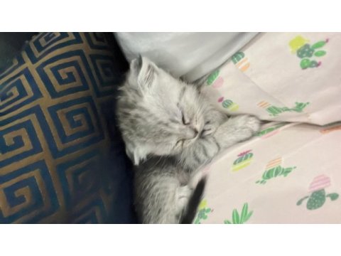 Scottish fold yavru
