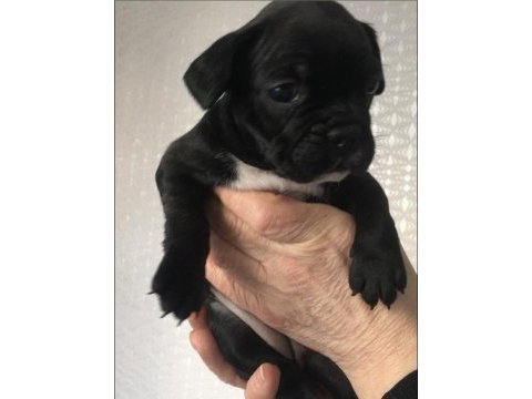 A kalite ırk garantili french bolldog yavrularımız