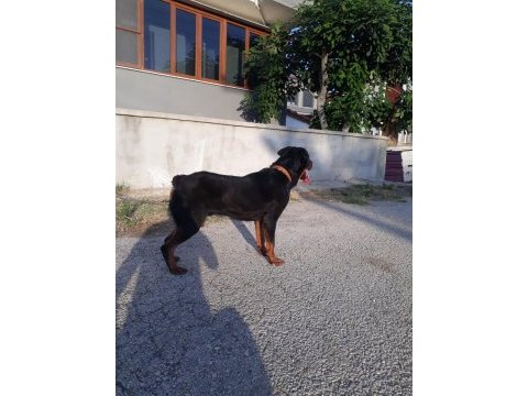 Pasaportu olan aşılarının hepsi tamamlanmış erkek rottweiler