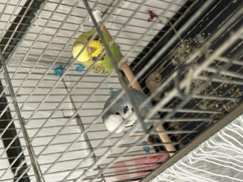 Jumbo muhabbet kuşları çift