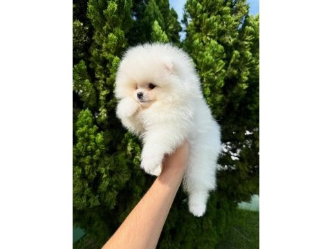 Irk garantili pomeranian yavruları 