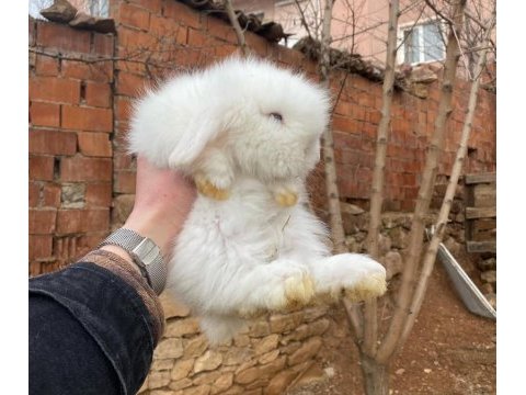 Teddy lop tavşanı sütten kesilenler