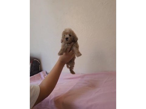 Zeki ve sevimli maltipoo bebekler