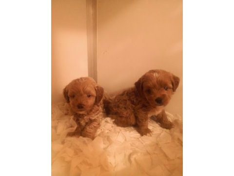 A kalite maltipoo yavrularımız