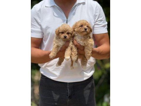 Aşılı çiş eğitimli maltıpoo  bebekler 