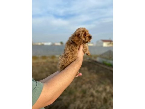 2 aylık erkek cockapoo