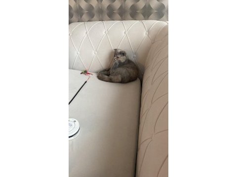 Tüm aşıları tam scottish fold dişi