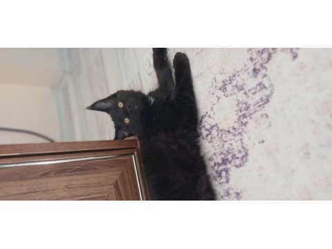 Blue ve black smooke arnold in son maine coon yavruları