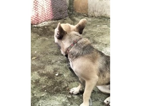 Sevimli kızım şirin french bulldog