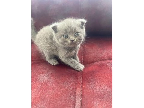 Scottish fold yavru