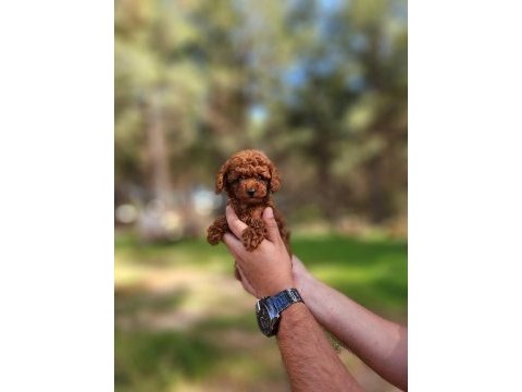 Kore dişi toy poodle yavrumuz
