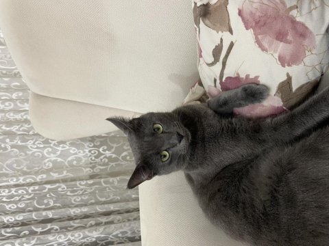 2 yaşında russian blue