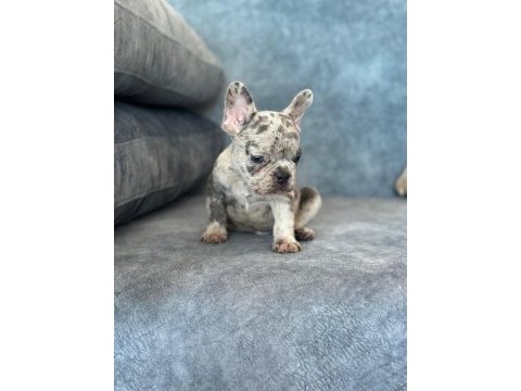 Üst kalite blue merle french bulldog