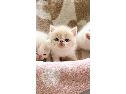 Safkan şecereli exotic shorthair yavru