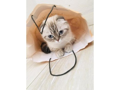 Scottish fold kedisi diyarbakır sur