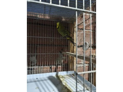 1.5 yaşında erkek jumbo muhabbet kuşu