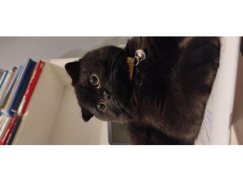 Bulunmaz renkte scottish fold 1 yaş nerooo