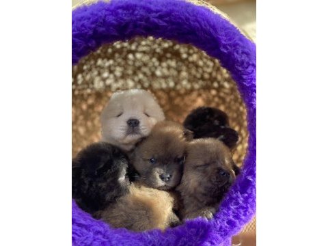 Hıgh qualıty purple tongue chow chow puppıes