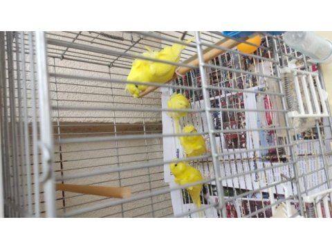 Yavru japones muhabbet kuşu