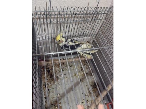6 aylık konuşan erkek sultan papağanı