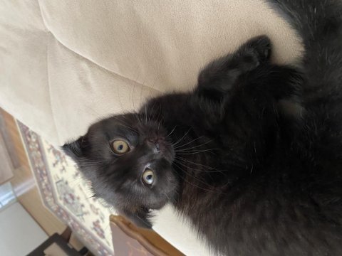 Kahverengi scottish fold yavrusu için yuva