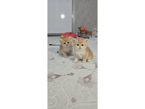 British shorthair golden yavrular