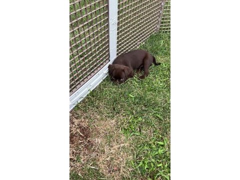 Küçük ( petit ) brabançon elit yavru köpekler