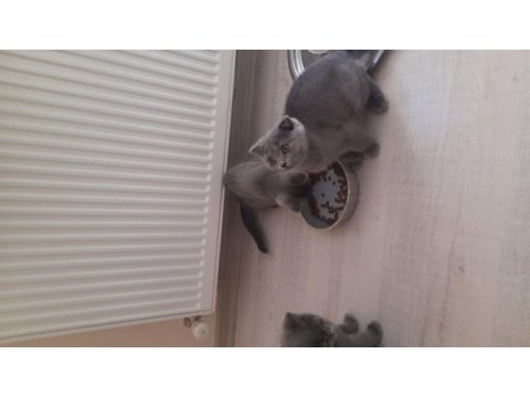 2 british, 1 scottish fold 3 aylık yavru sahiplendirme
