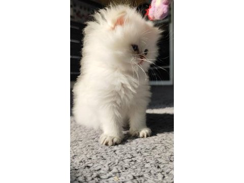 Kedimiz safkan prensese yuva arıyorum