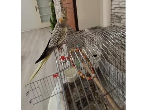 Full evcil sultan papağanı