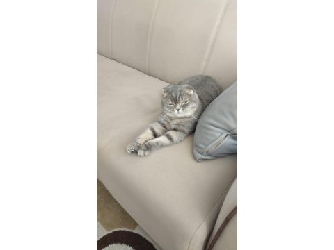 Kızıma yuva arıyorum scottish fold