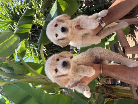 Dünyalar güzeli golden köpekler ruhsatlı bayiden