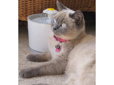 British shorthair dişi