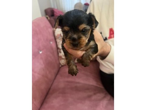 1 aylık yorkshire terrier