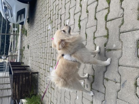 Köpegim 9 aylık bütün aşıları tam eğitimli