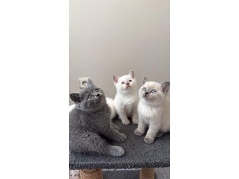 Safkan ırk ve sağlık garantili bebek kedilerim