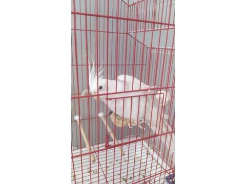 Sultan papağanı kafes ve eklemeleri dahildir