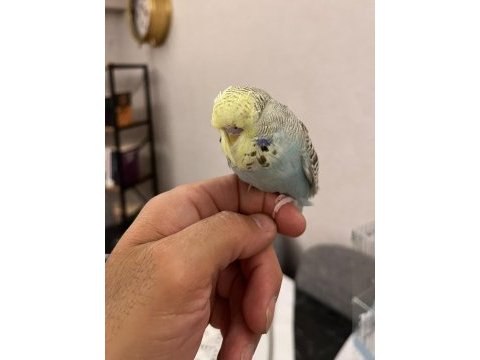 Yavru ele alışlın şhow jumbo erkek muhabbet kuşu
