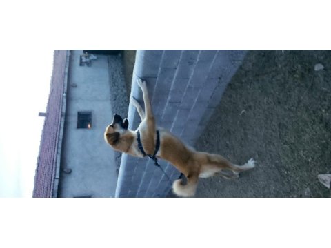 Sarı köpeğimiz