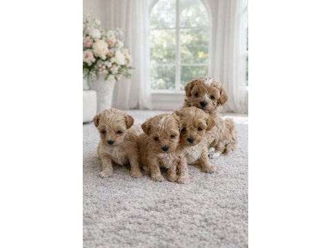 F1 maltipoo toy boy yavrular