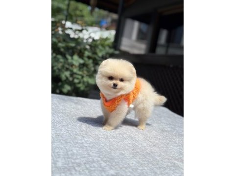 Sağlık ve ırk garantili pomeranian