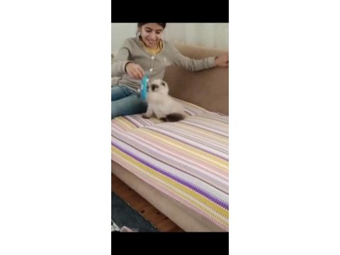 Beyaz mavi gözlü erkek british shorthair