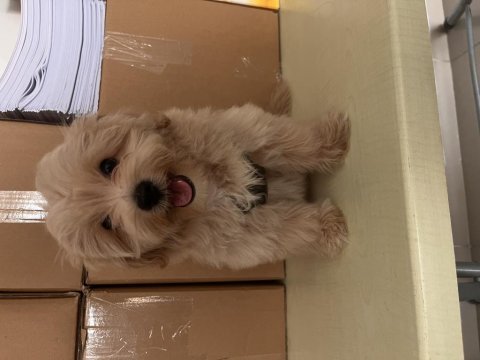 Beş aylık erkek maltipoo yeni yuvası olmak istermisiniz