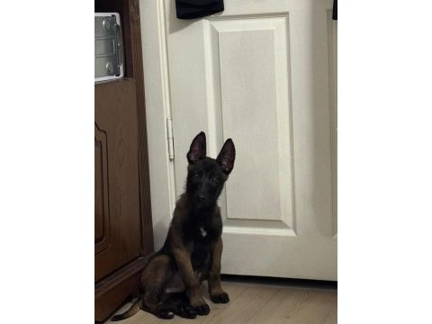 A kalite belçika malinois yavrusu 3 aylığa yakın