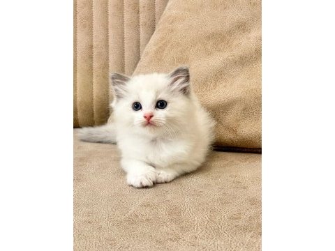 Bicolor ragdoll bebekler