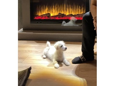 Maltese terrier rus finosu kırması oğlumuza yuva