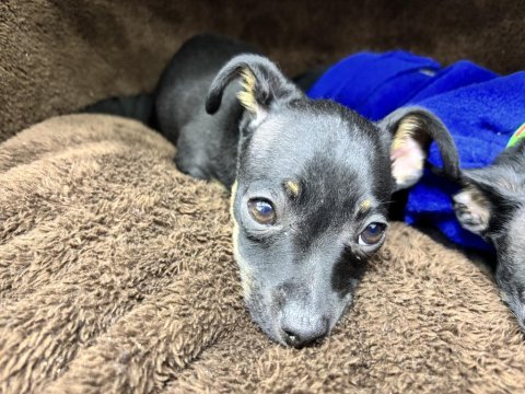 2.5 aylık erkek pinscher