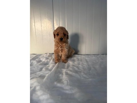Dişi toy poodle minik güzellik